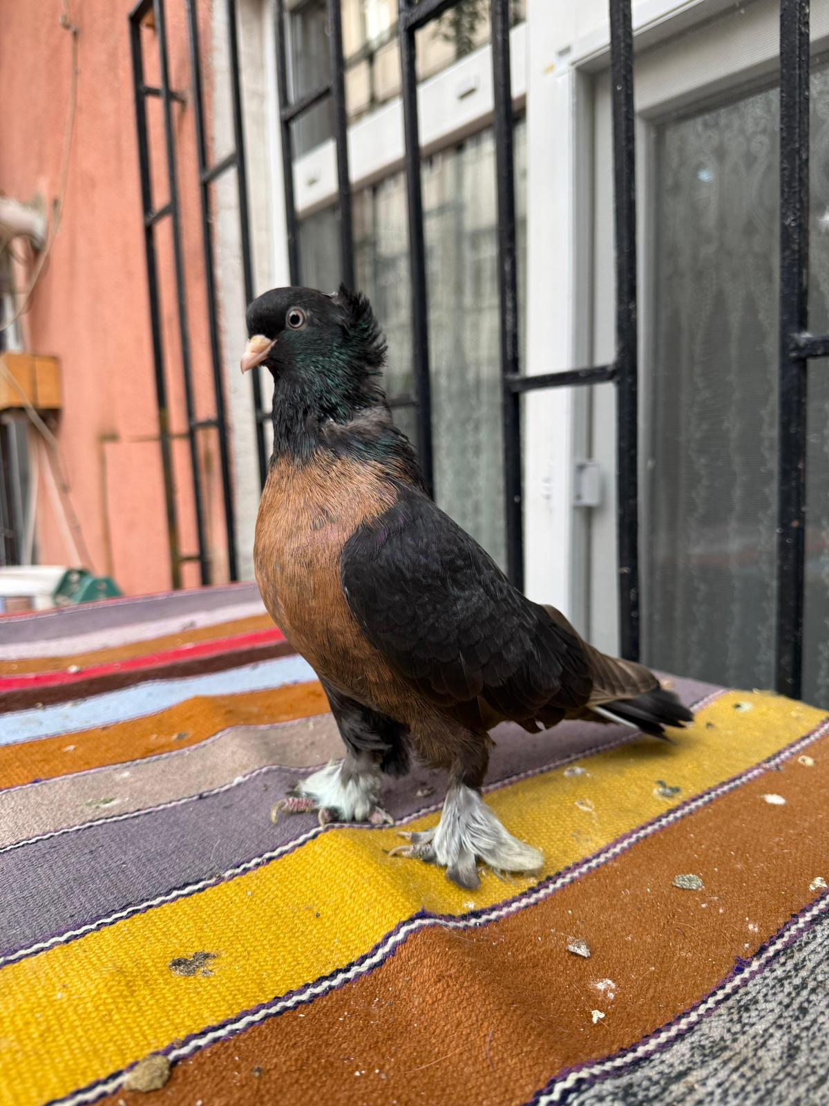 KEPEZ MİRO GÜVERCİN ÖZELLİKLERİ